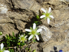 Moehringia ciliata