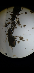 Bembidion lampros