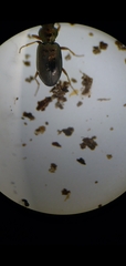 Bembidion lampros