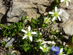 Moehringia ciliata