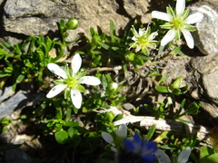Moehringia ciliata