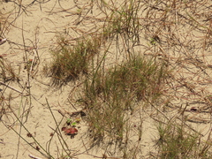 Festuca ammobia