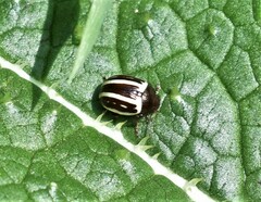 Zygogramma suturalis