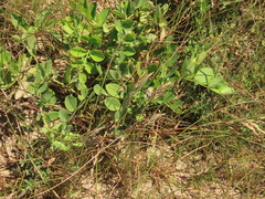 Festuca ammobia