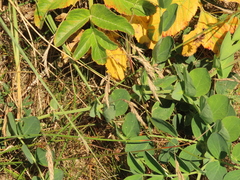 Festuca ammobia