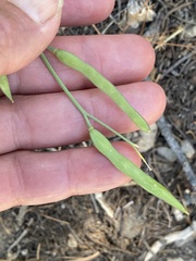 Boechera platysperma