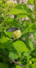 Lepidoptera