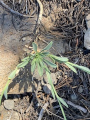 Boechera platysperma