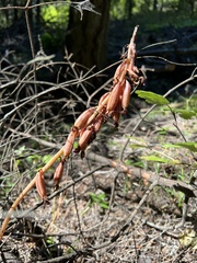 Corallorhiza striata