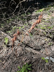 Corallorhiza striata