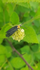 Lepidoptera