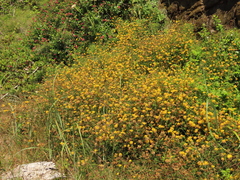 Lotus uliginosus