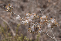 Tetradymia tetrameres