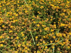 Lotus uliginosus