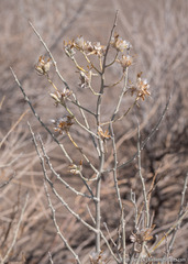 Tetradymia tetrameres