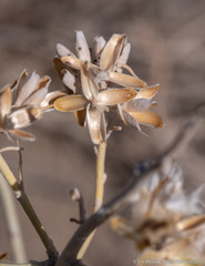 Tetradymia tetrameres