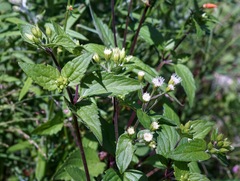 Ageratina rothrockii