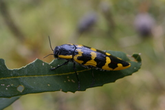Cyrioides imperialis