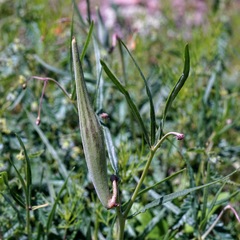 Asclepias quinquedentata