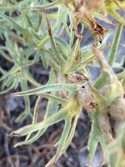 Castilleja pilosa