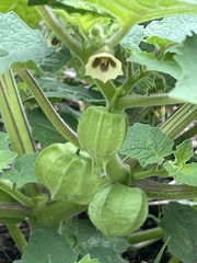 Physalis grisea
