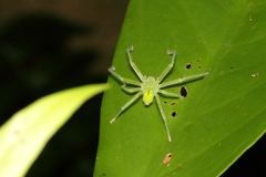 Gnathopalystes taiwanensis