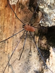 Leiobunum nigropalpi