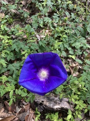 Ipomoea laeta