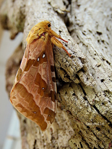 Four-spotted Ghost Moth