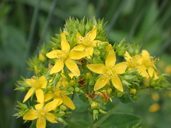 Hypericum tetrapterum
