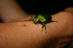 Ischiopsopha wallacei