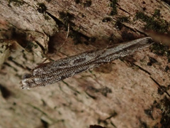 Batrachedra praeangusta