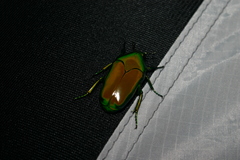 Ischiopsopha wallacei