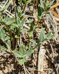 Monardella australis