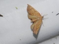 Eulithis gracilineata