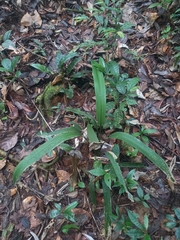 Spathanthus unilateralis