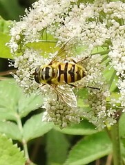 Myathropa florea