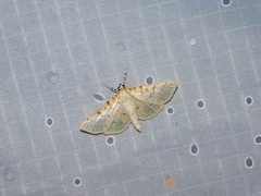 Polygrammodes flavidalis