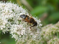 Eristalis pertinax