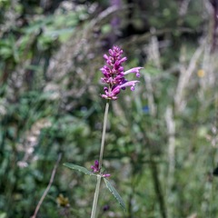 Agastache pallidiflora