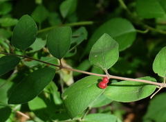 Lonicera