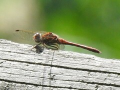 Sympetrum striolatum