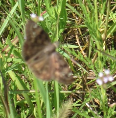 Erynnis baptisiae