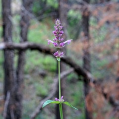 Agastache pallidiflora