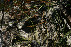 Polyzosteria limbata