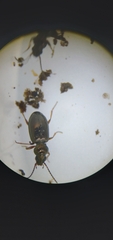 Bembidion lampros