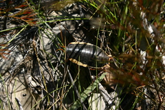 Polyzosteria limbata