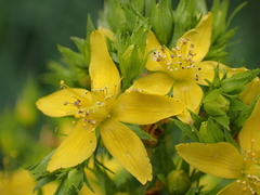 Hypericum tetrapterum
