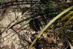 Polyzosteria limbata