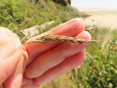 Festuca ammobia